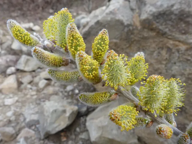AGRO SP FLOWAIR