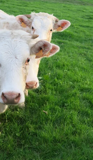 AGRO ST FLOWAIR